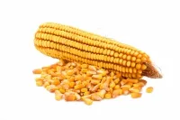 Семена кукурузы Попкорн