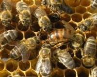 Ловушка для пчелиных роев на 7 рамок (многофункциональная)