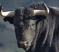 КРС коровы быки телята