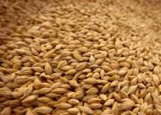 Зерно ячмень пшеница рапс