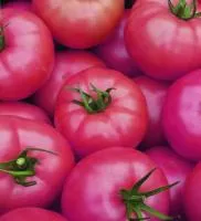Семена томатов Mei Shuai F1 (Do-Pink)