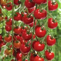 Семена томатов Шерами