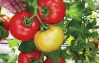 Семена томатов Васанта F1