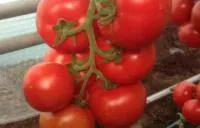 Семена томатов Зульфия F1