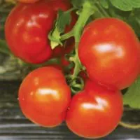 Семена томатов Аламина