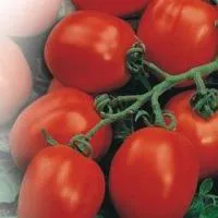 Семена помидора Ингулецкий