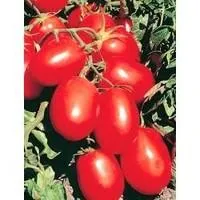 Семена томатов Рио Гранде