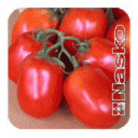 Семена томатов Наско-2000