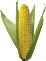 Семена кукурузы Зурига