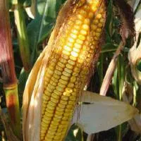 Семена кукурузы Монсанто ДКС-3472