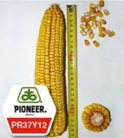 Семена кукурузы Pioneer ПР37И12 / РR37Y12