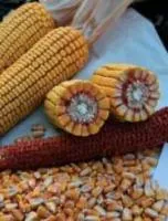 Семена кукурузы Pioneer П8659 / Р8659