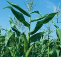 Семена кукурузы Монсанто ДК-315