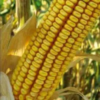 Семена кукурузы Монсанто ДКС-3795