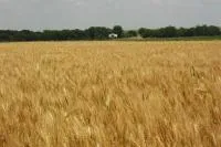 Семена пшеницы яровой Ранняя-93
