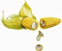 Семена кукурузы Syngenta
