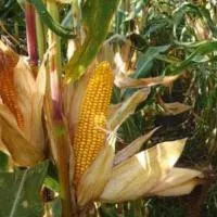Семена кукурузы Монсанто ДКС-3476