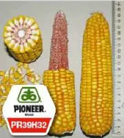 Семена кукурузы Pioneer ПР39Г32 / PR39H32