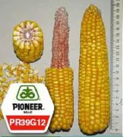 Семена кукурузы Пионер ПР39Г12 / PR39G12