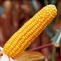 Семена кукурузы Монсанто ДКС-2949