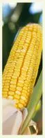 Семена кукурузы Монсанто ДК-440