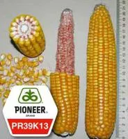 Семена кукурузы Pioneer ПР39К13 / РR39К13
