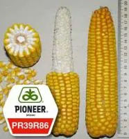 Семена кукурузы Pioneer ПР39Р86 / РR39R86