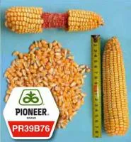 Семена кукурузы Pioneer ПР39Б76 / РR39В76