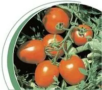 Семена томатов Сурия F1