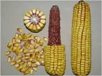 Семена кукурузы Pioneer П9578 / Р9578