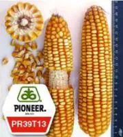 Семена кукурузы Пионер PR39T13/ ПР39Т13