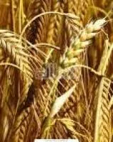 Семена пшеницы яровой Рассвет