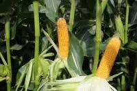 Семена кукурузы Сурига ФАО 190-210