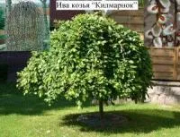 ИВА КОЗЬЯ “КИЛМАРНОК” SALIX CAPREA ‘KILMARNOCK’