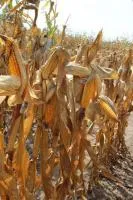 Гибрид кукурузы: ИДА МГТ