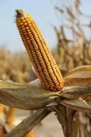 Гибрид кукурузы: ГС 210