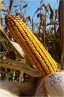 Гибрид кукурузы: ТК 175