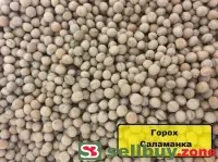 Горох посевной