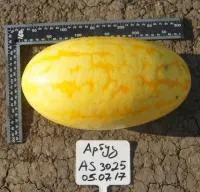 Арбуз AS 3025 F1 (1000 семян) Atakama Seeds