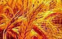 Семена пшеницы Oshawa Канадский элитный высокоурожайный сорт