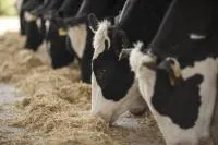 Минеральная подкормка с раскислителем для КРС