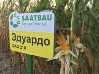 Семена гибрида кукурузы ЭДУАРДО (ФАО 210) Saatbau