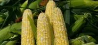 Семена кукурузы SG34N95