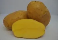 Картофель семенной МИА