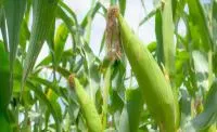 Семена кукурузы Лоренс